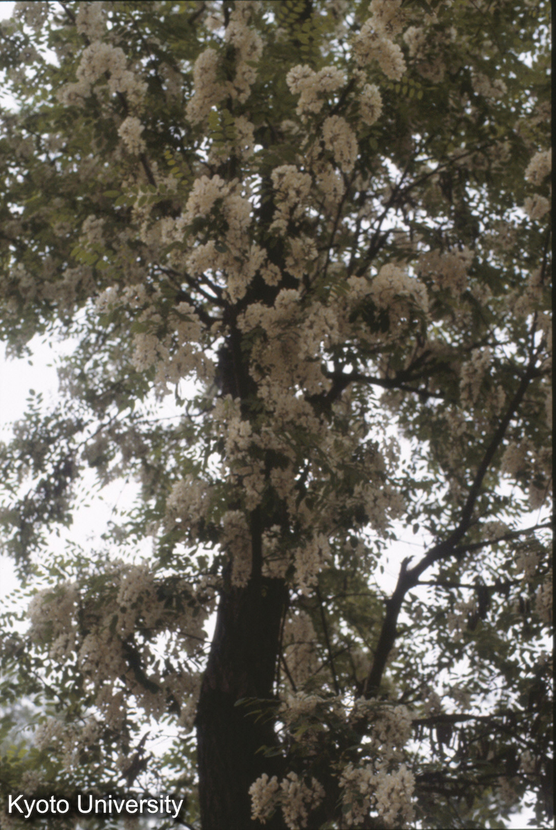 1422_ニセアカシア 炉山 (1)