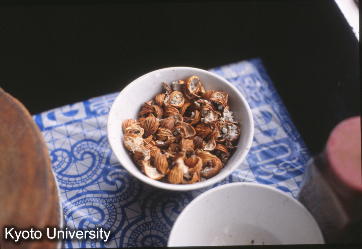 1499_狗肉香料 沙仁 縮沙蜜の実（ズケに似る） (1)