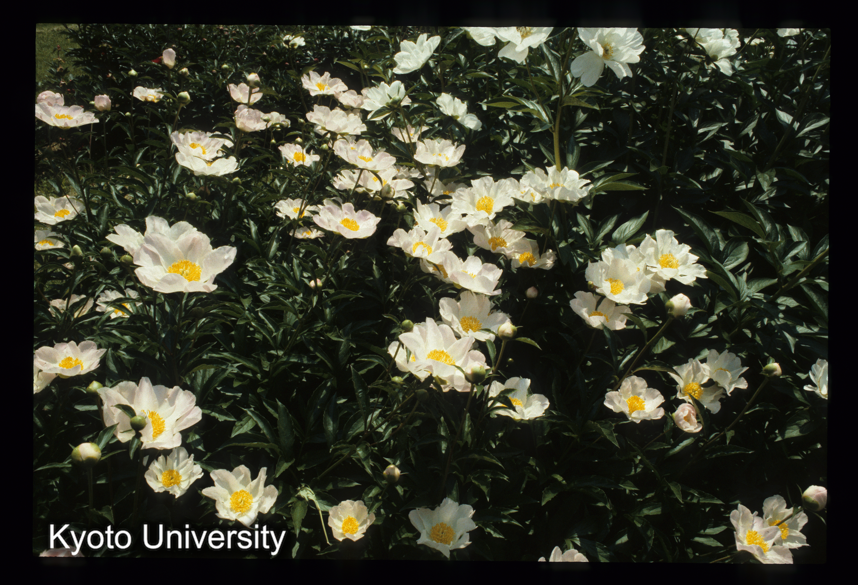 ［スライド］ (1)