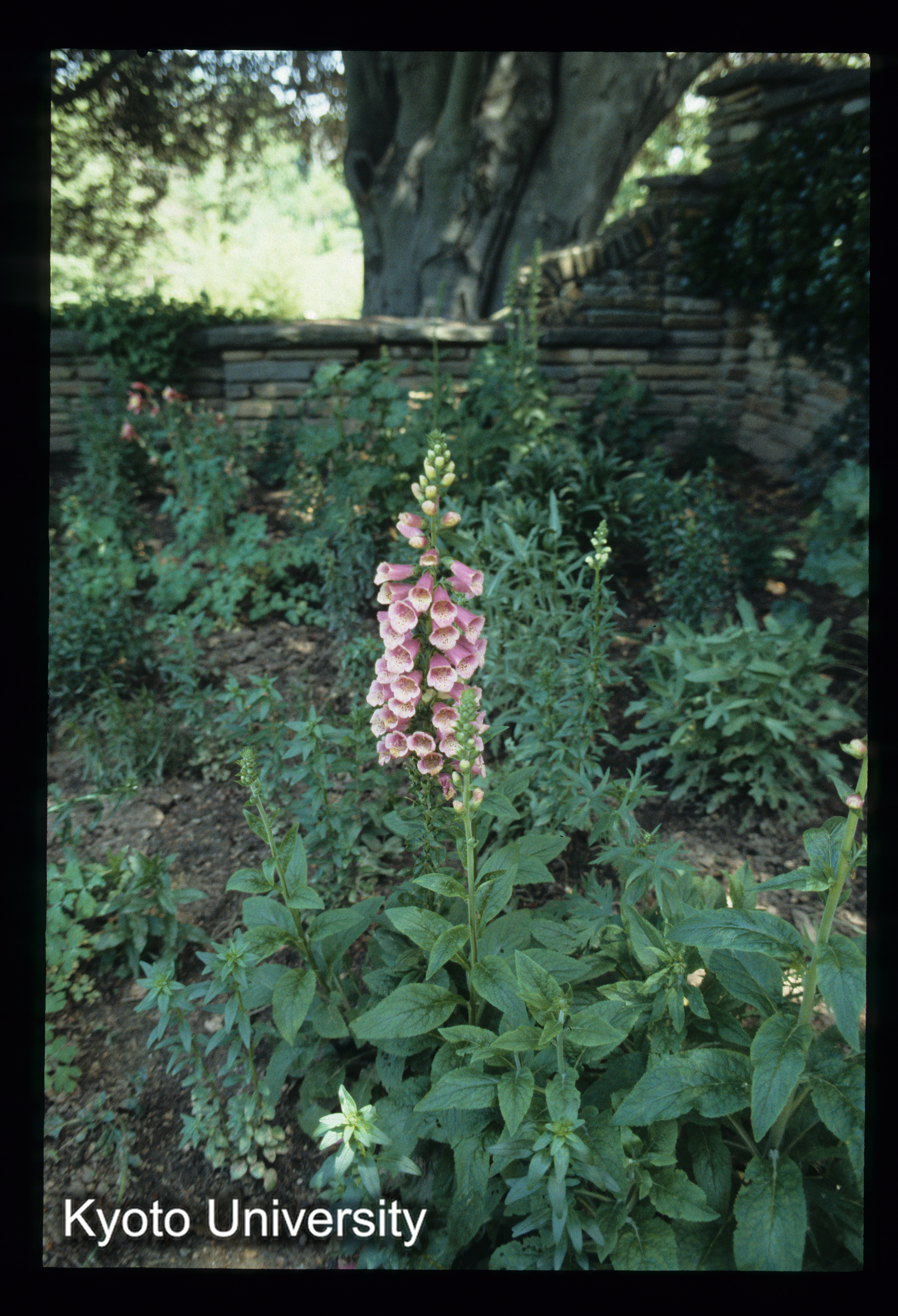 ［スライド］ (1)