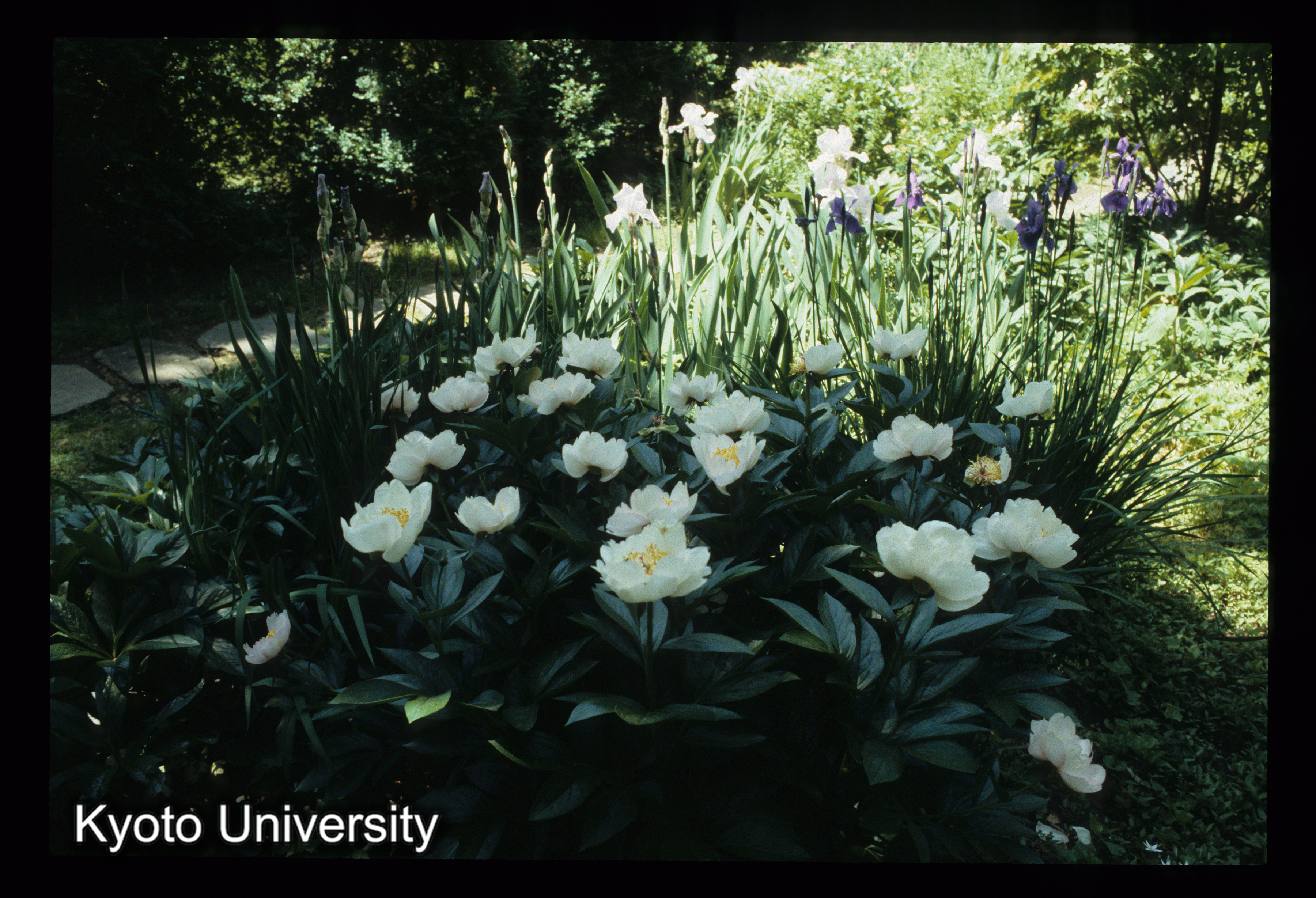 ［スライド］ (1)