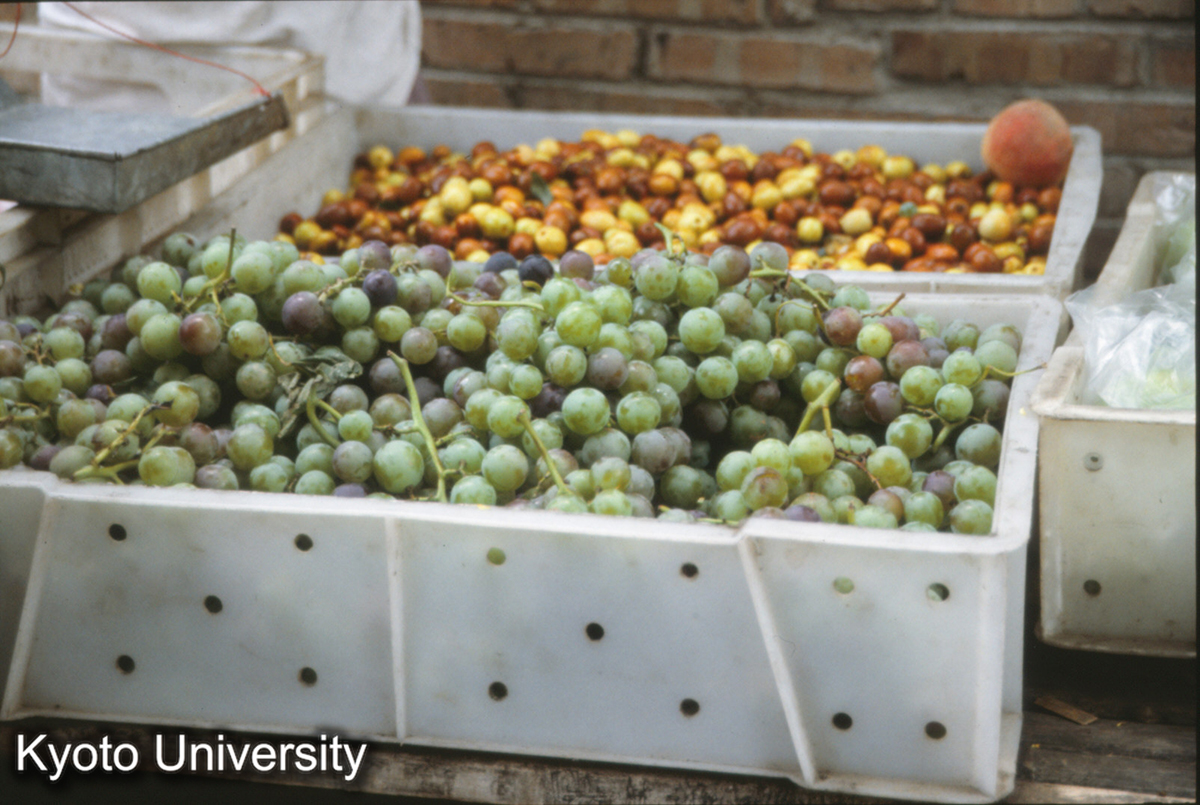 309_蒲桃ブドウ（巨峰）、甘栗 (1)