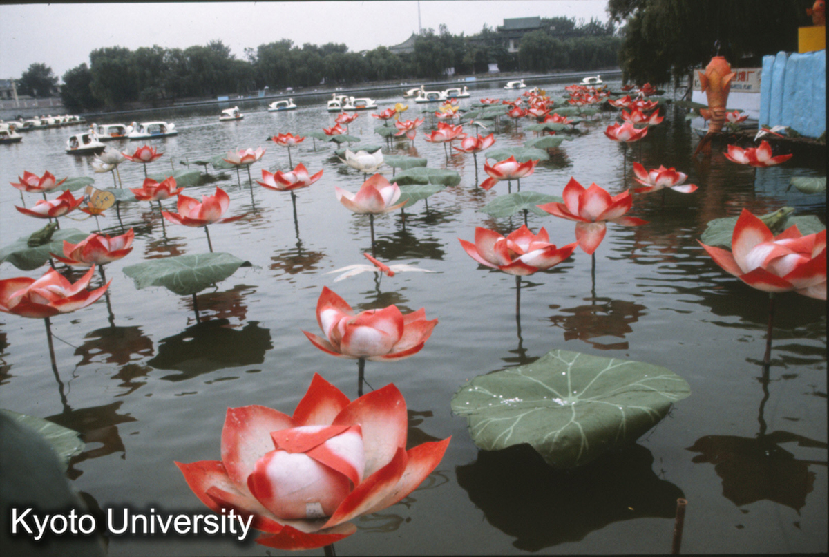 663_北海 造花の睡蓮_92 (1)