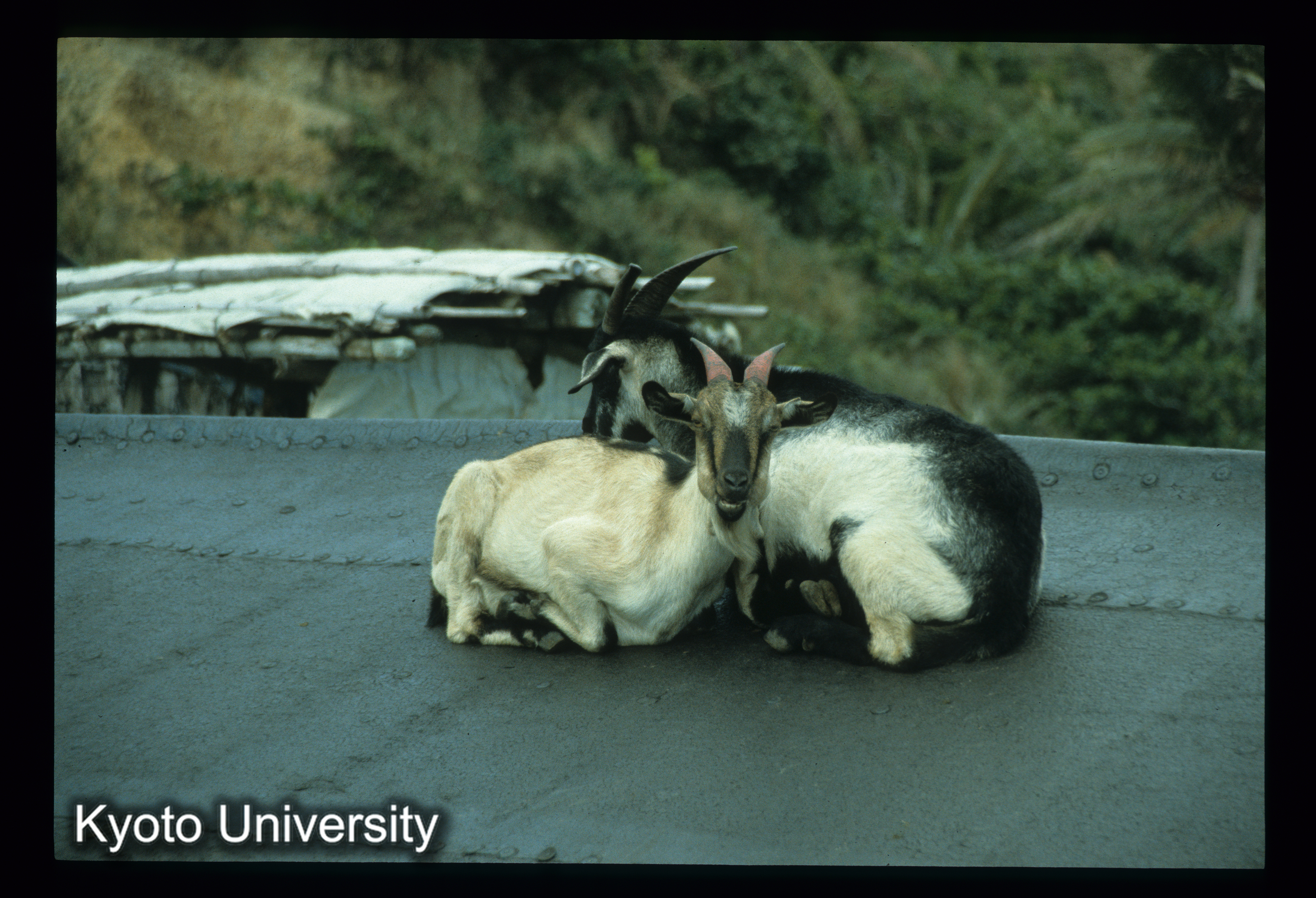 ［スライド］ (1)