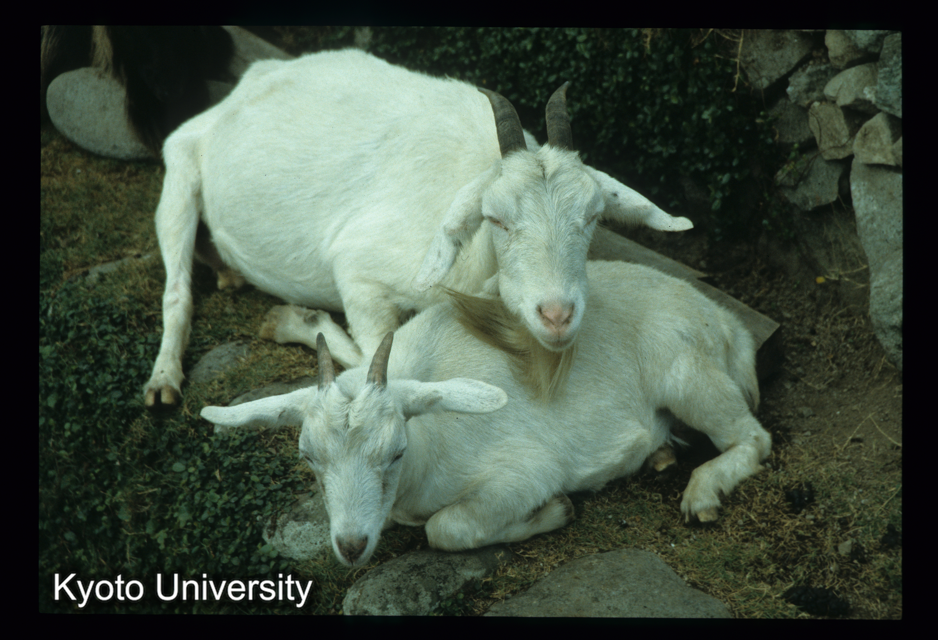 ［スライド］ (1)