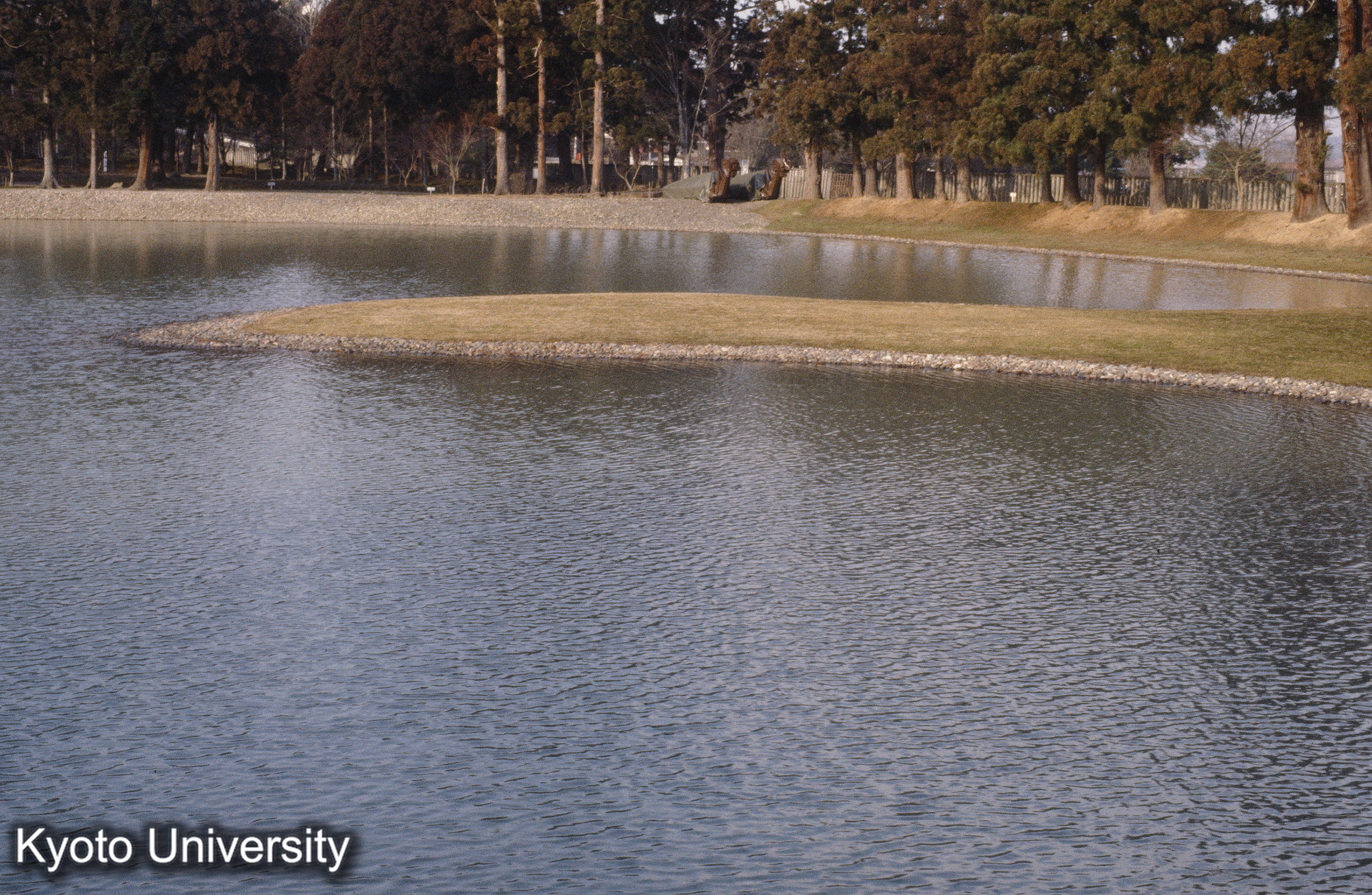 毛越寺 洲浜 (1)