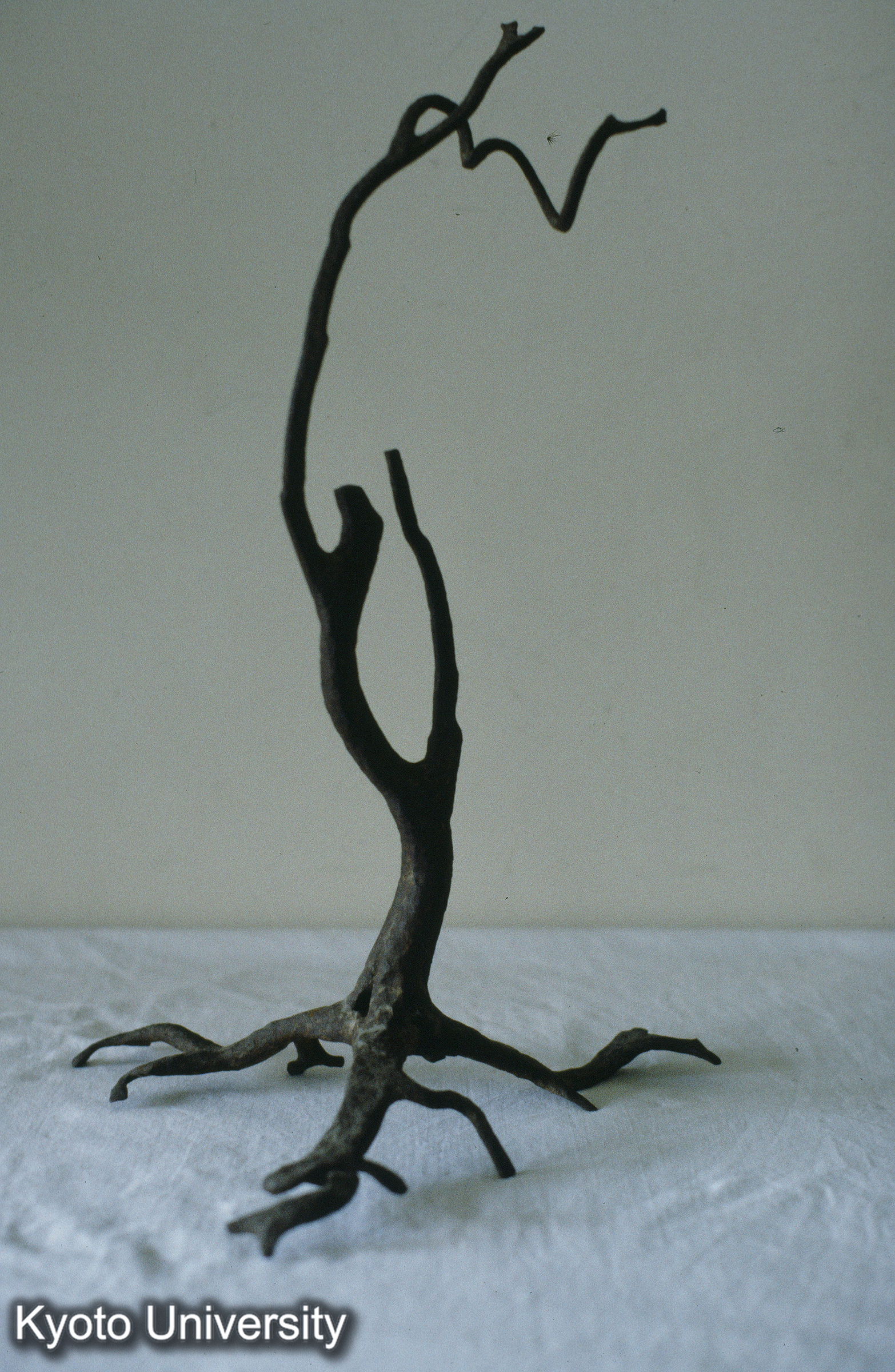 19_毛越寺 鉄樹_㉓ (1)