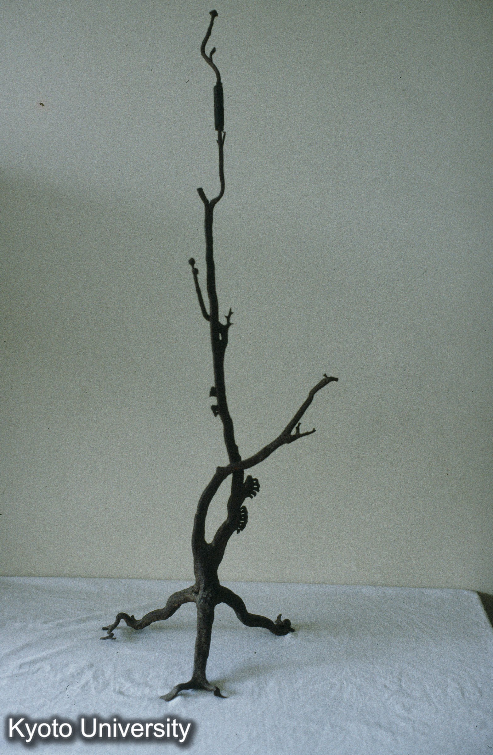 11_毛越寺 鉄樹_㉓ (1)