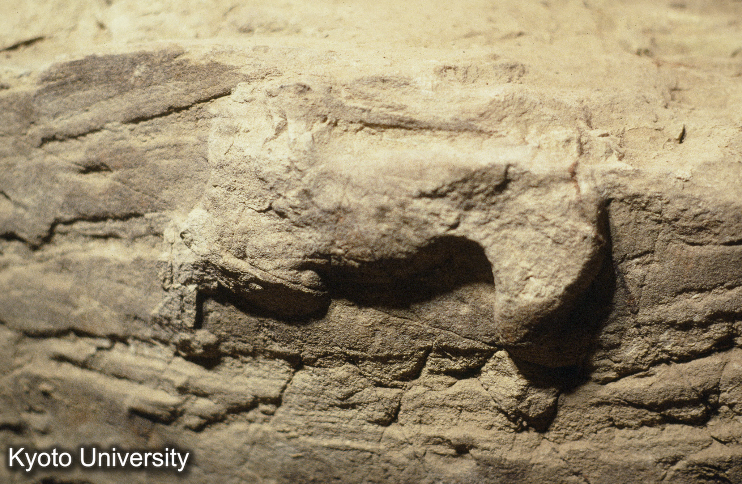 ［スライド］ (1)