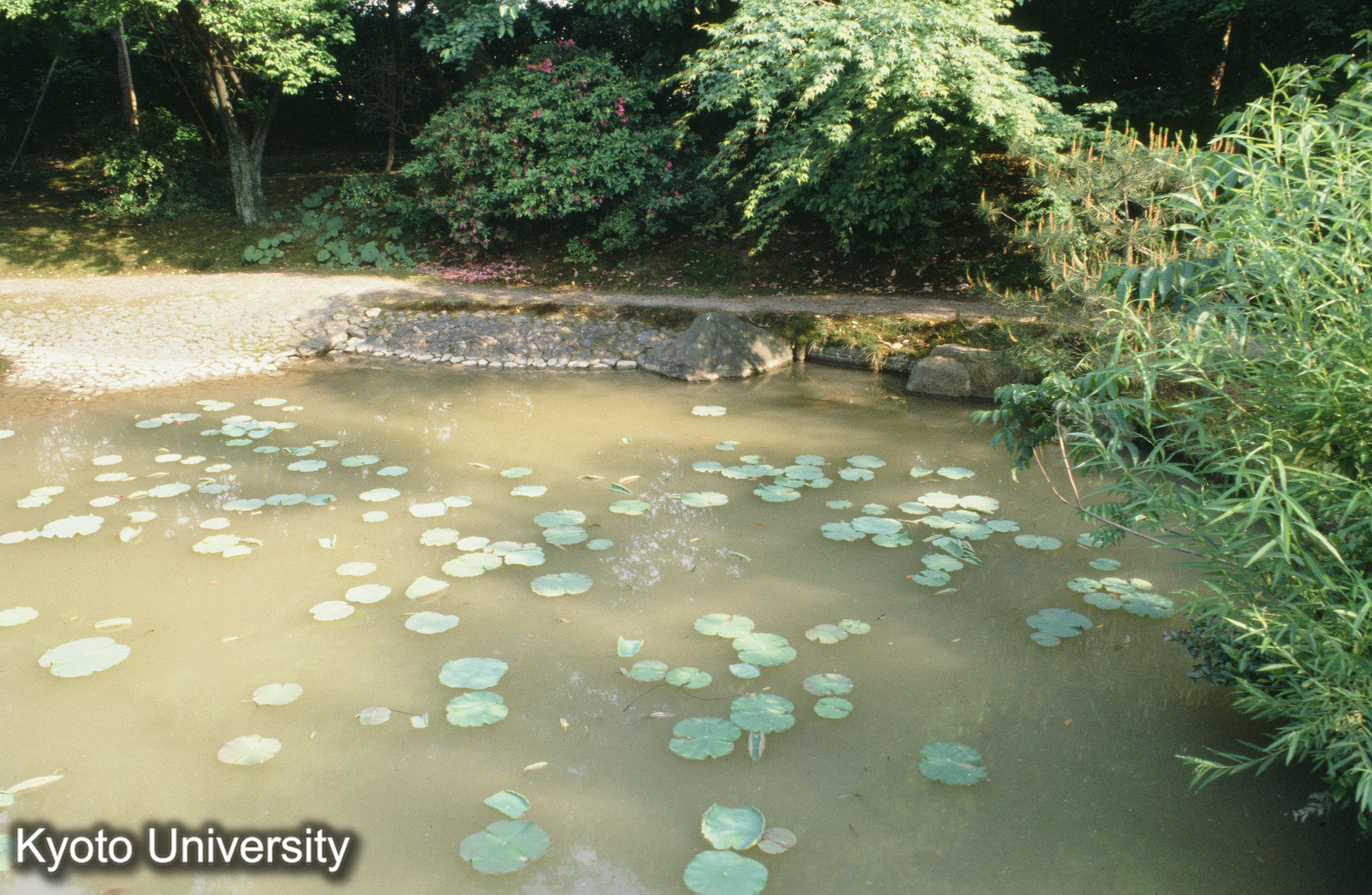 法金剛院 水池 (1)