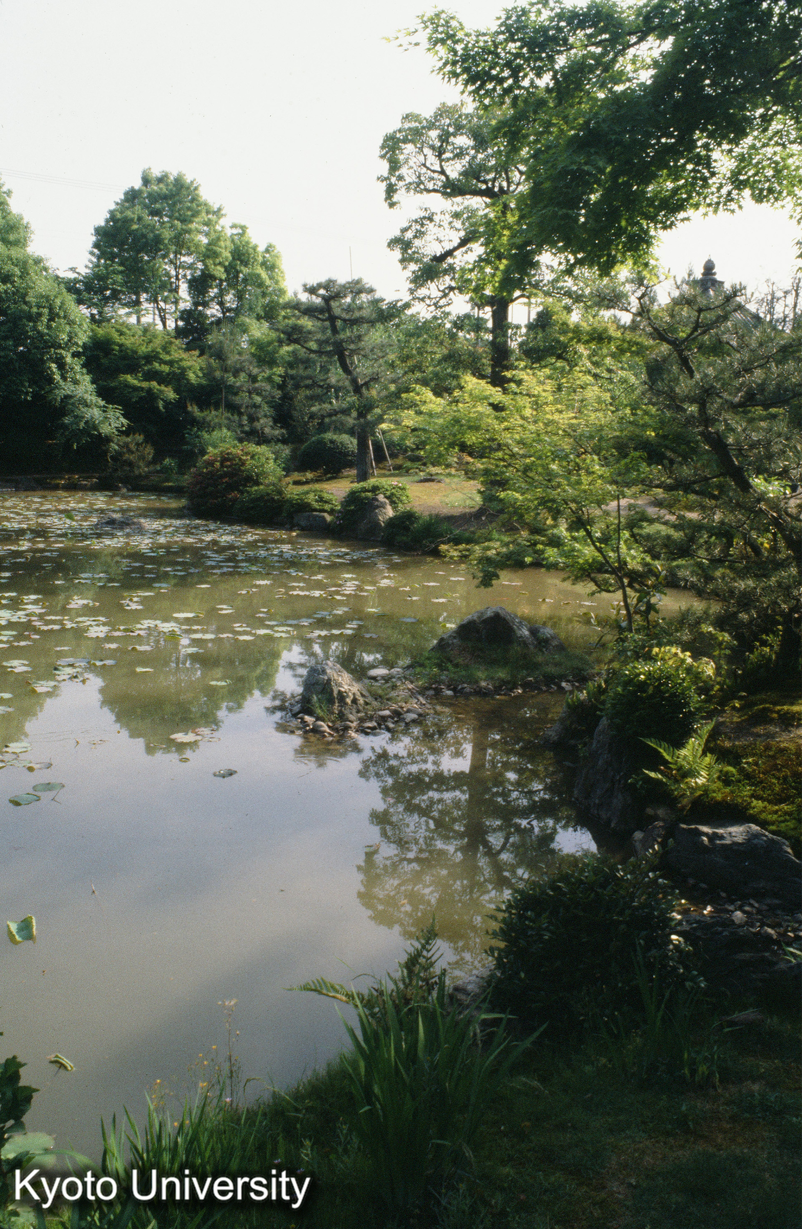 法金剛院 苑池 (1)