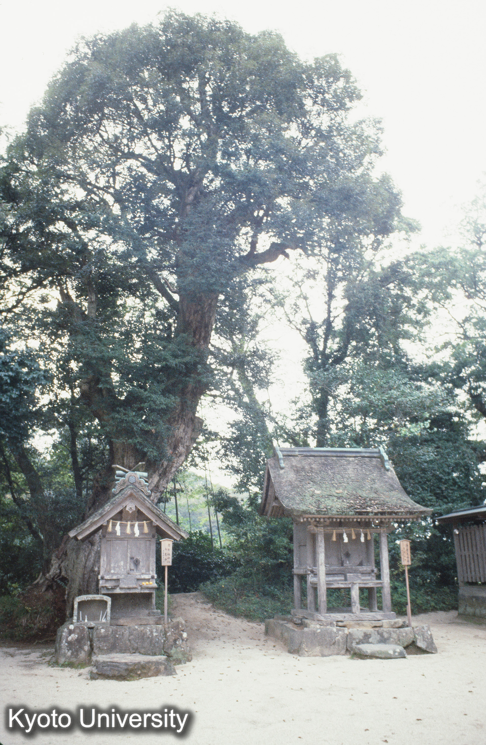 八重垣神社 (1)