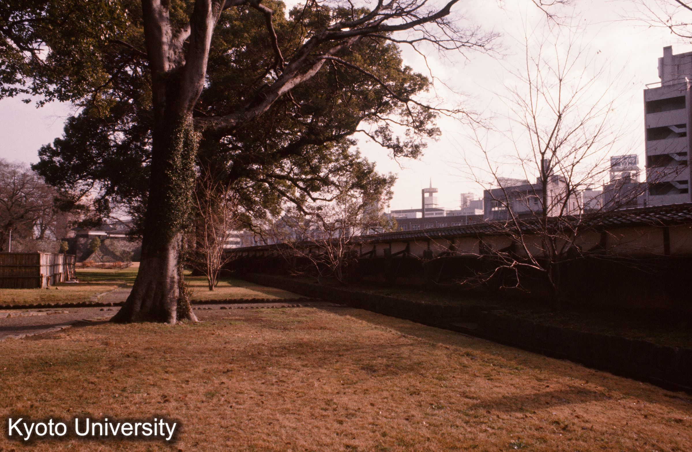 熊本城 長塀内側 (1)