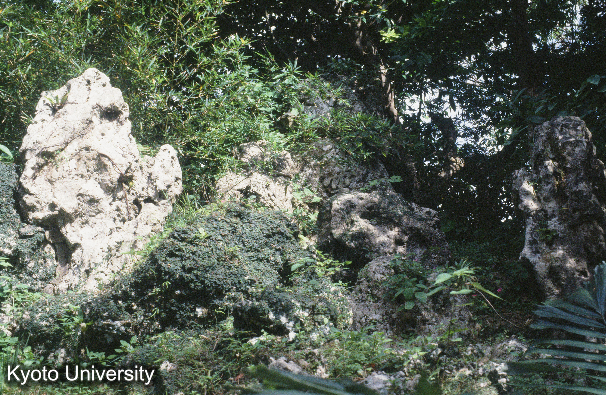 35_巣雲園 石山（琉球石灰岩） (1)