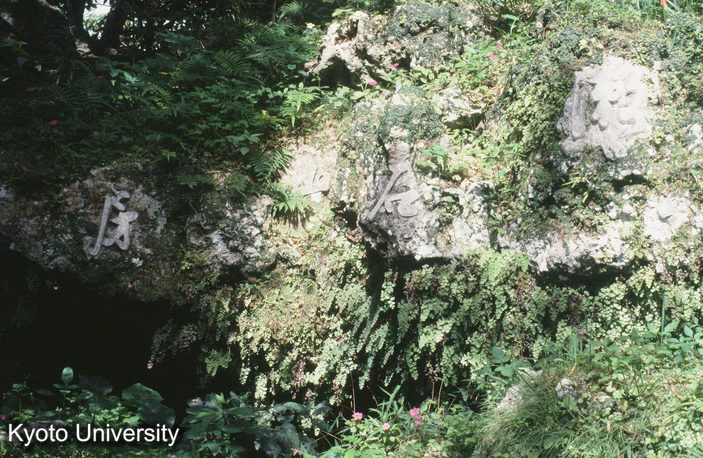 36_巣雲園 石山（琉球石灰岩） 刻字「瀬石山房」 (1)