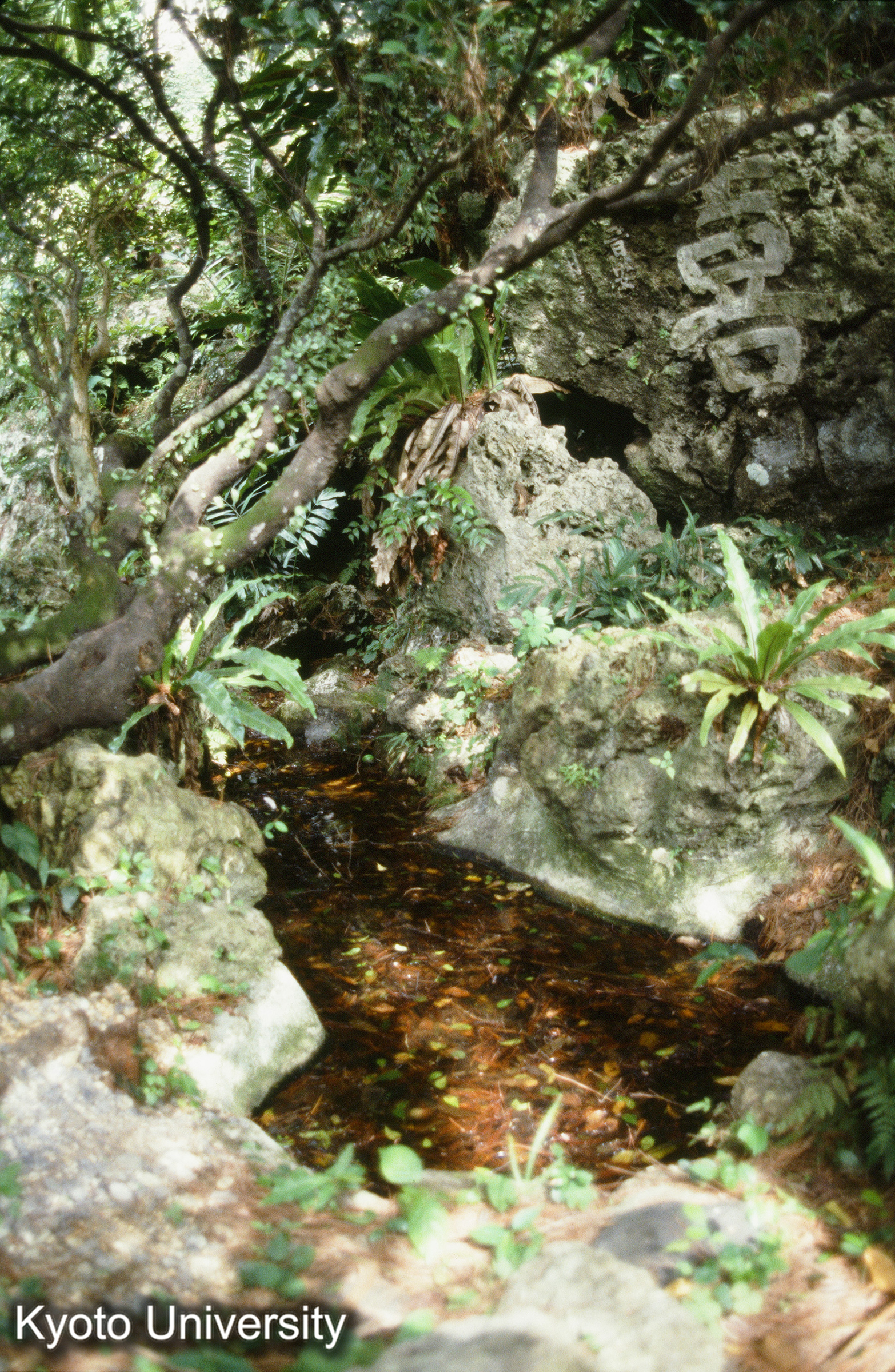 39_巣雲園 石山 刻字“晋安” (1)