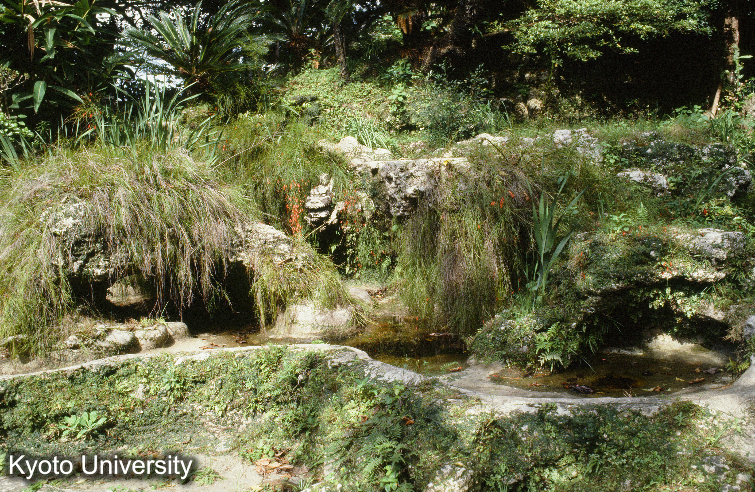 42_巣雲園 水池 (1)