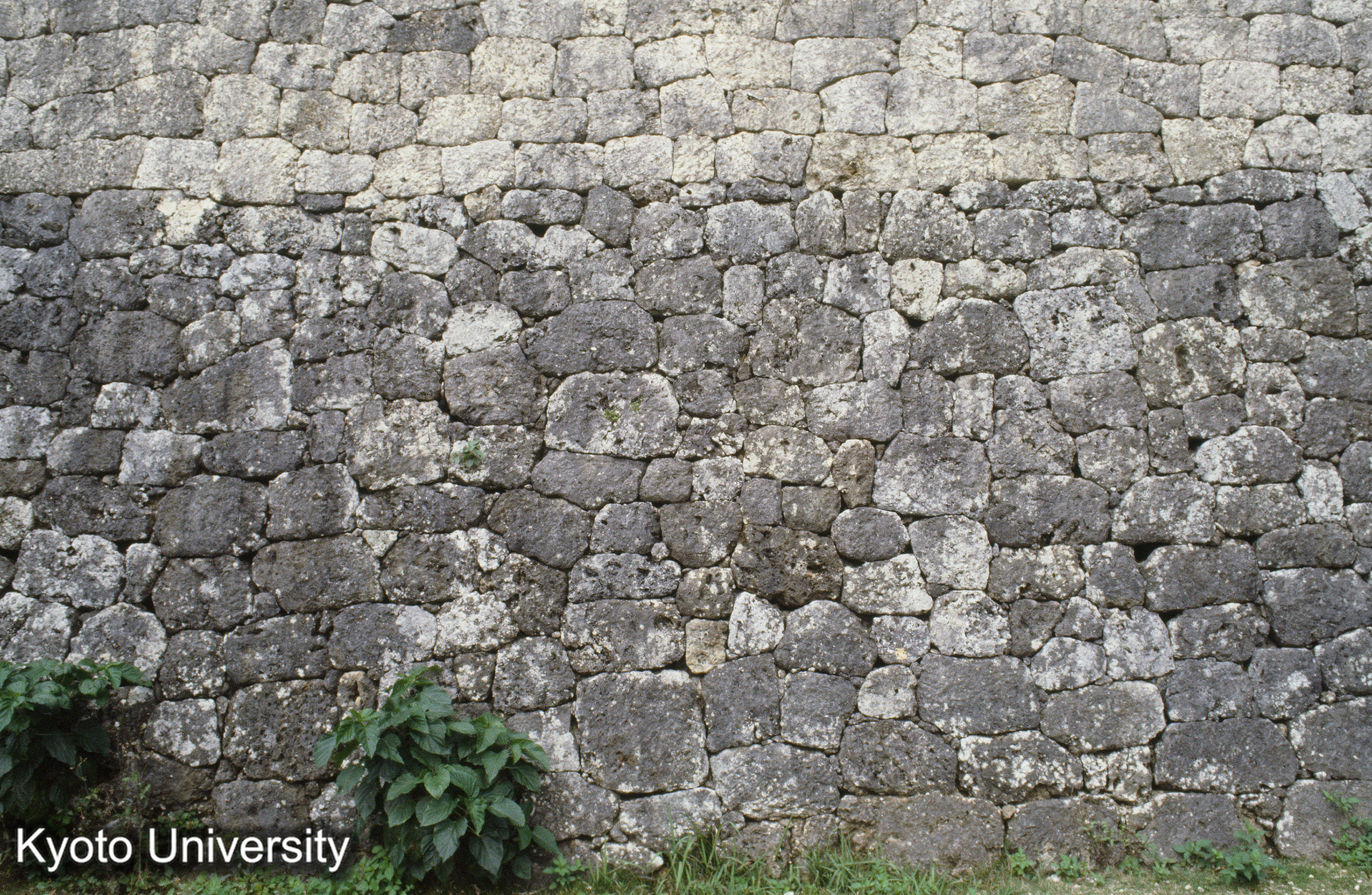 62_勝連城 本丸石墻詳細（琉球石灰岩、上半は復元部分） (1)