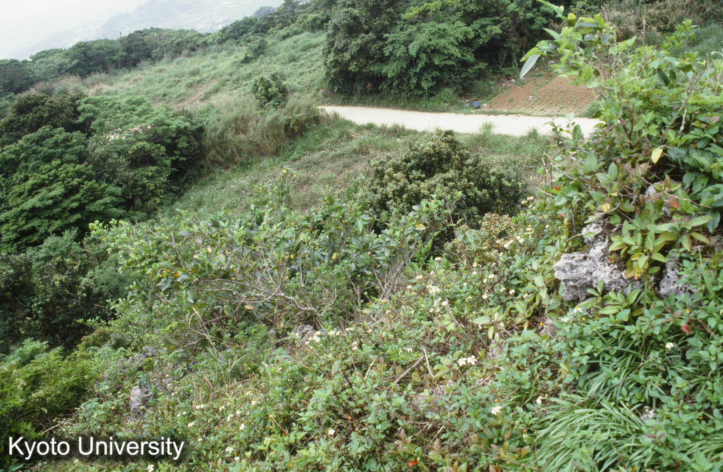 71_糸数城 城墻 俯観 (1)