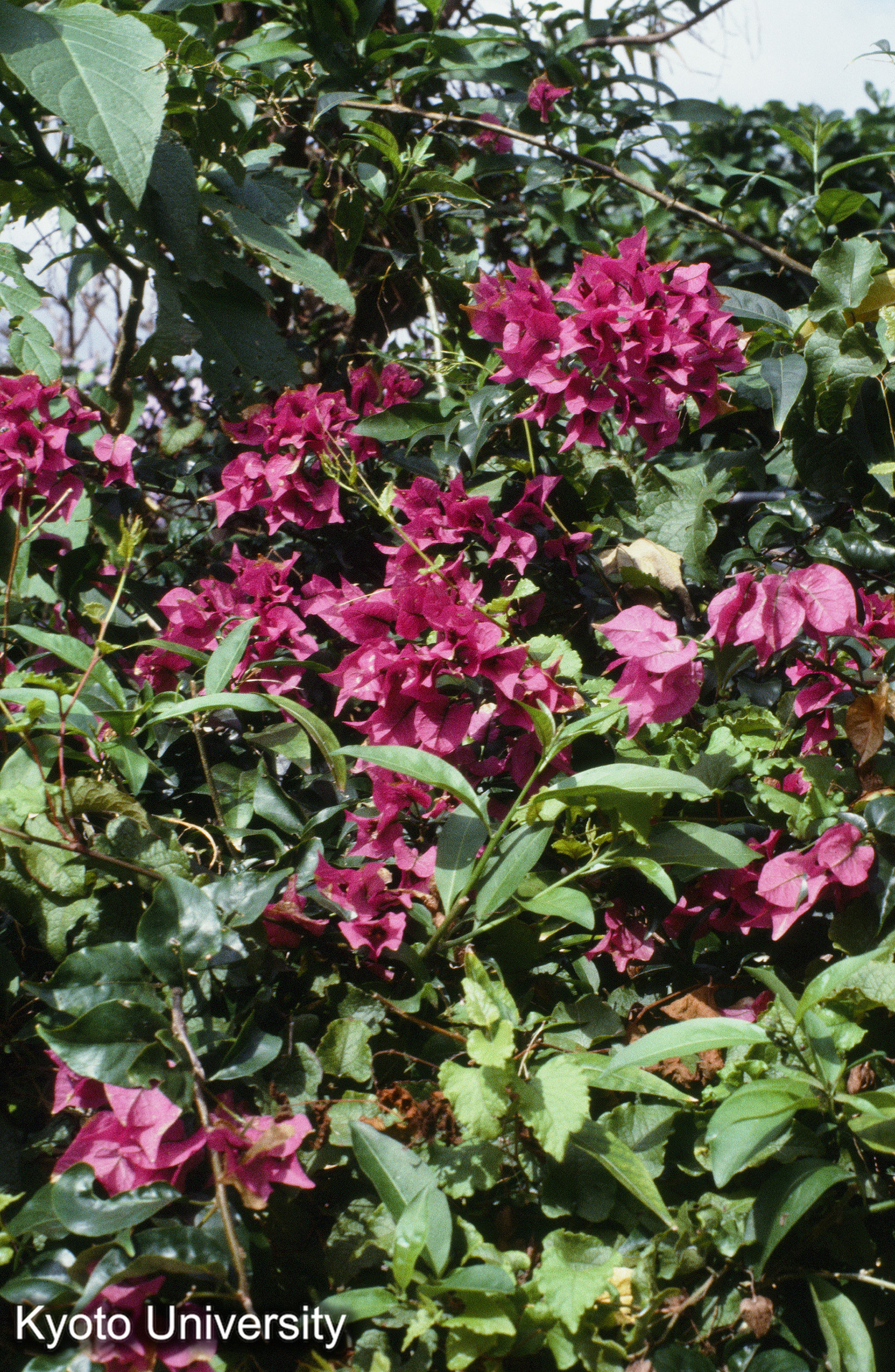 ［スライド］ (1)