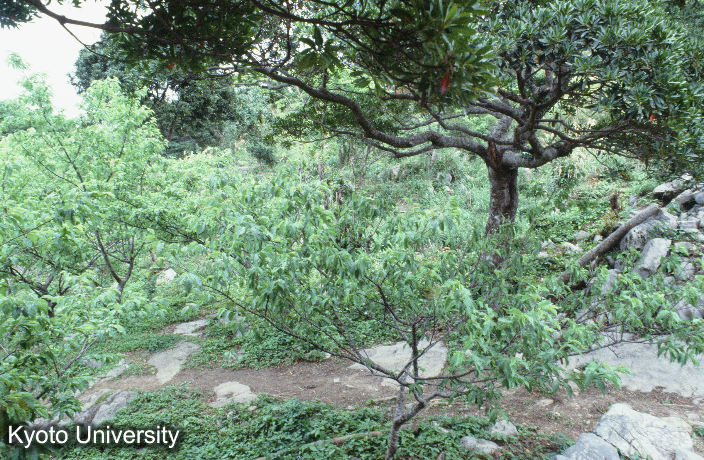 ［スライド］ (1)