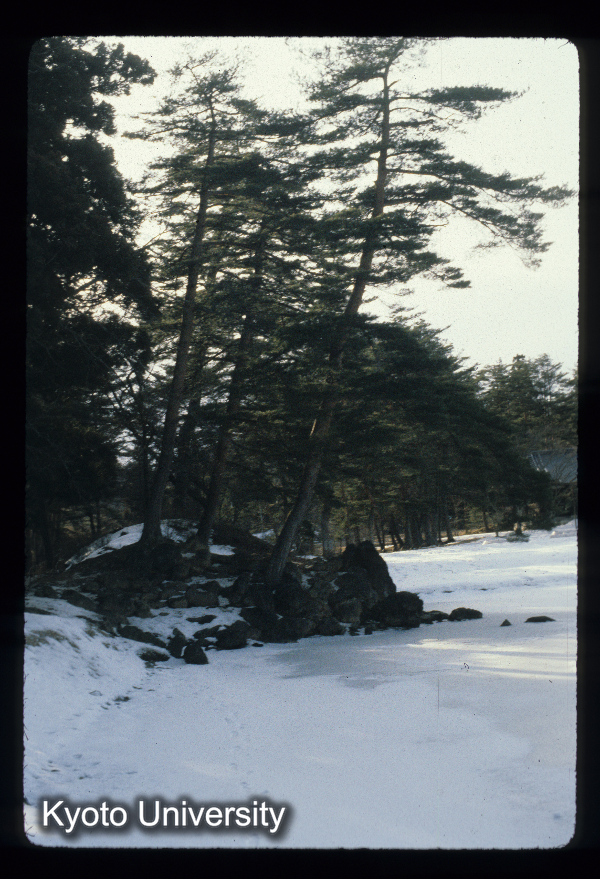 7_毛越寺 荒磯_83.3 (1)