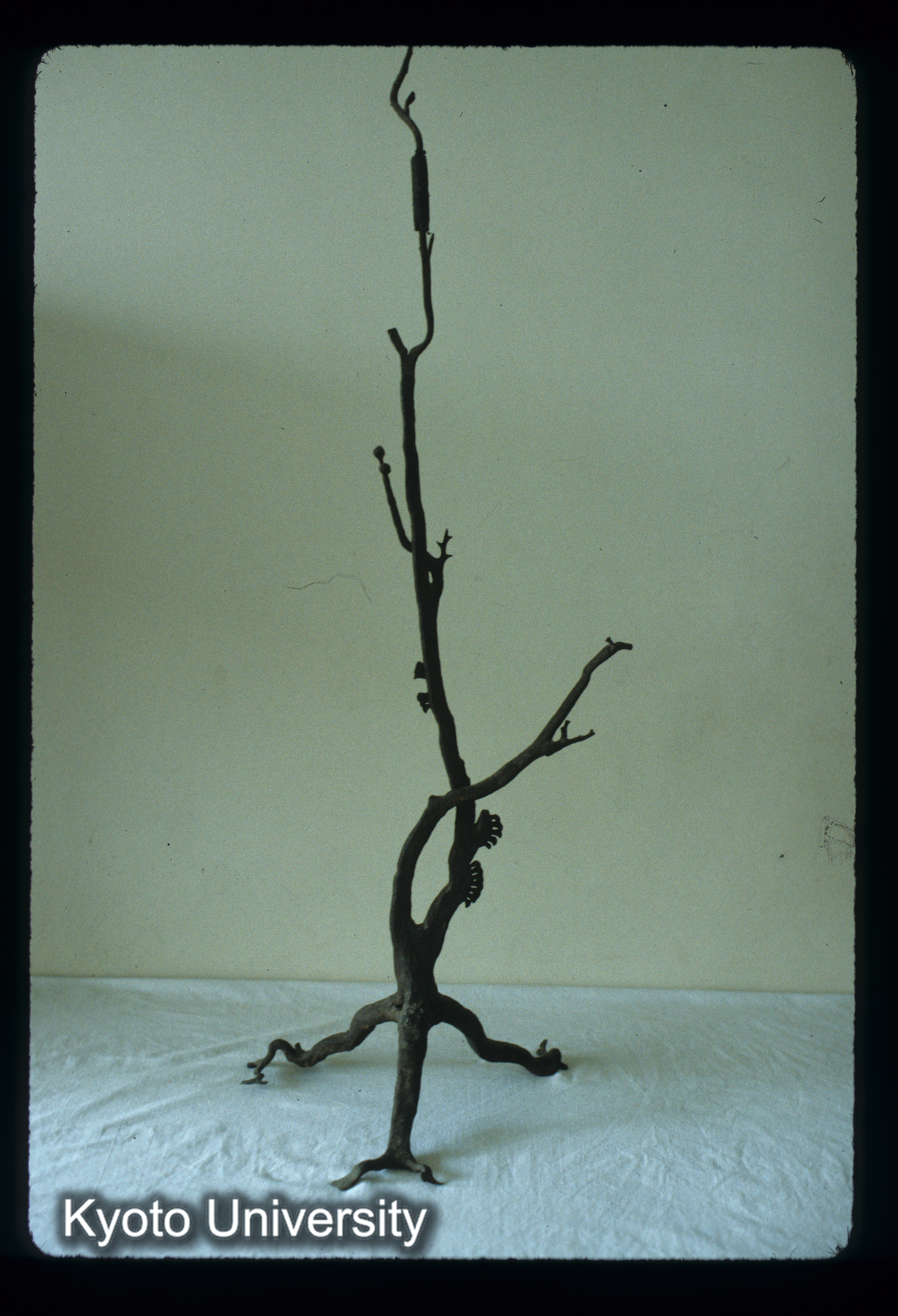 ［スライド］ (1)