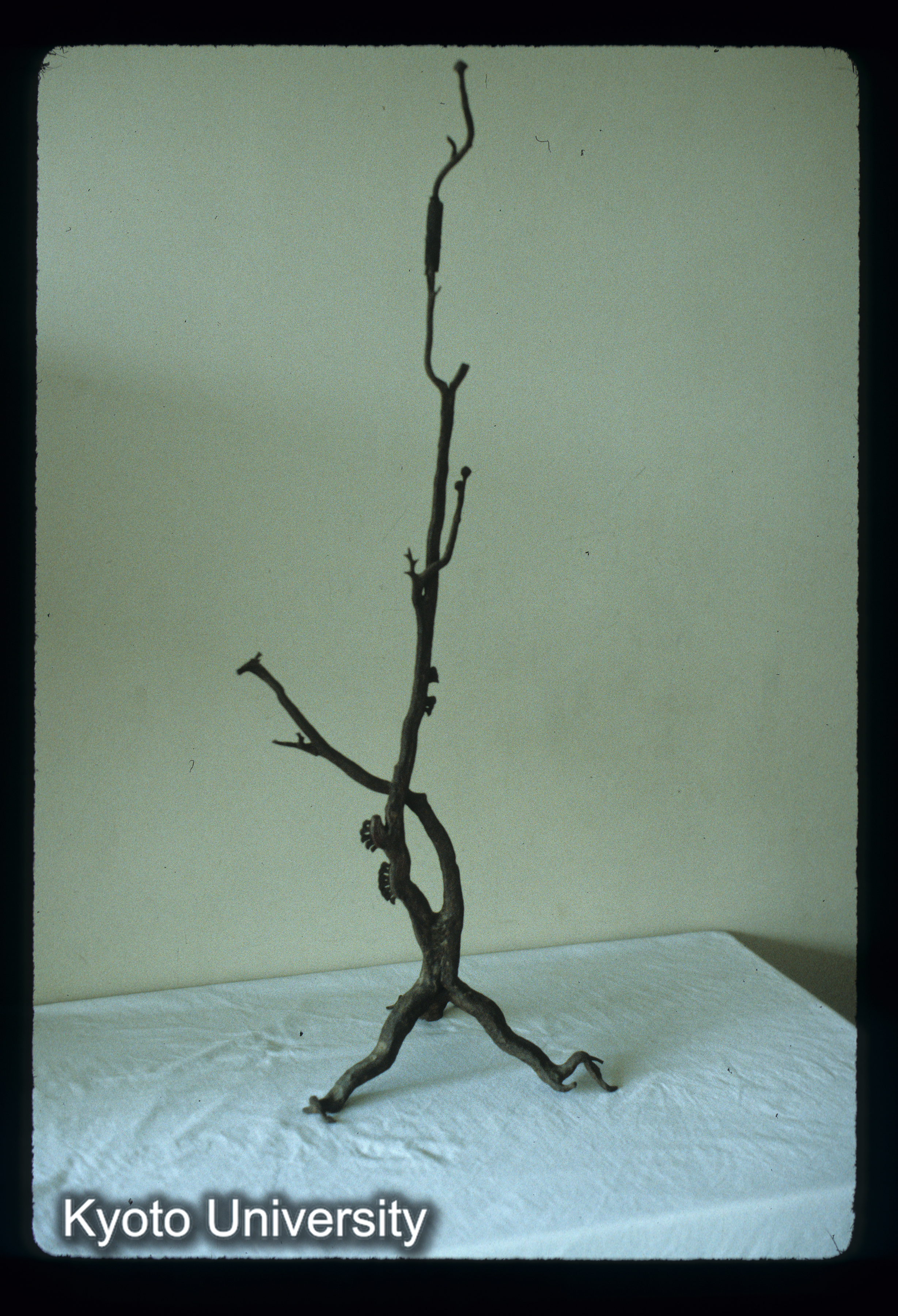 ［スライド］ (1)