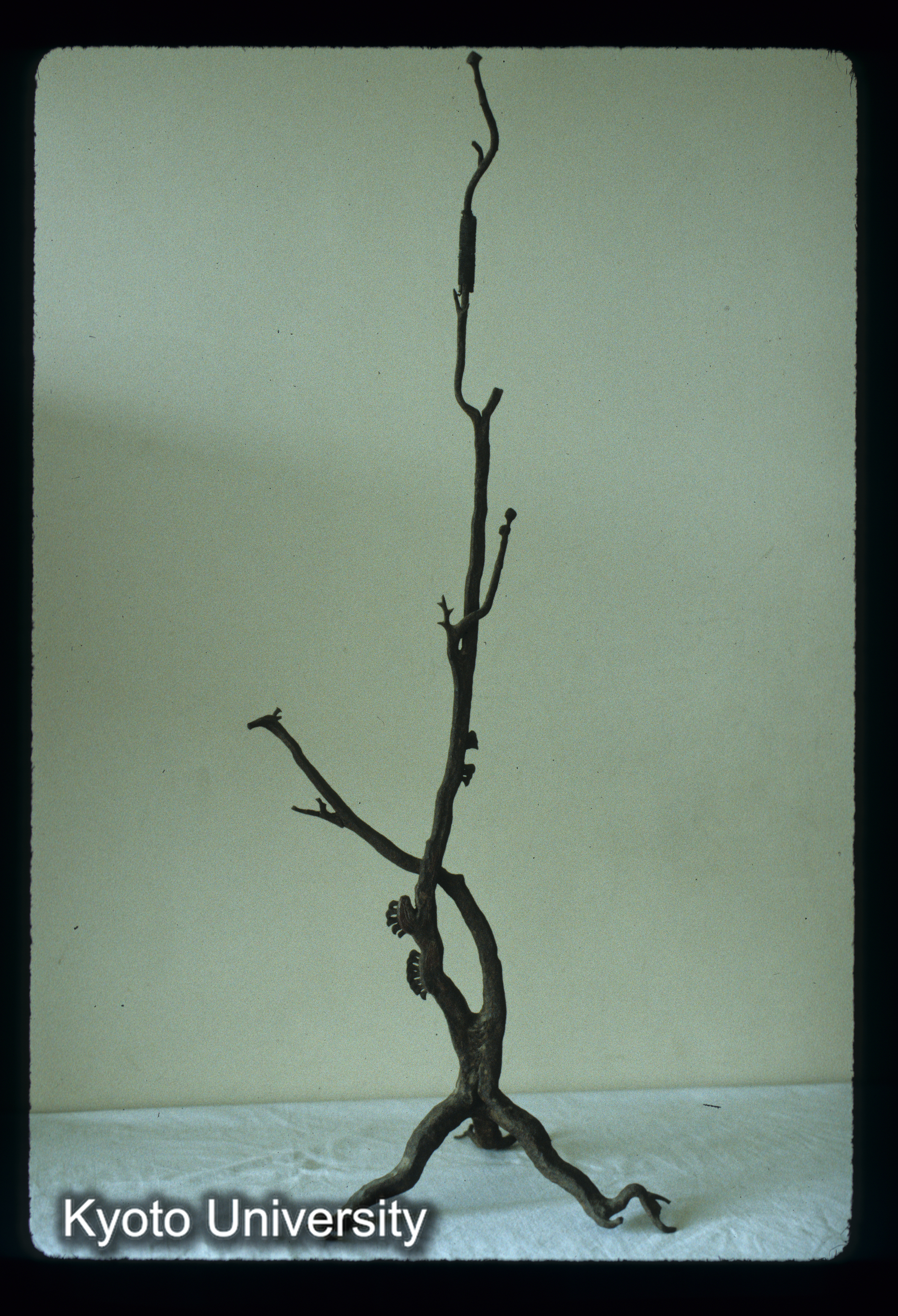 ［スライド］ (1)