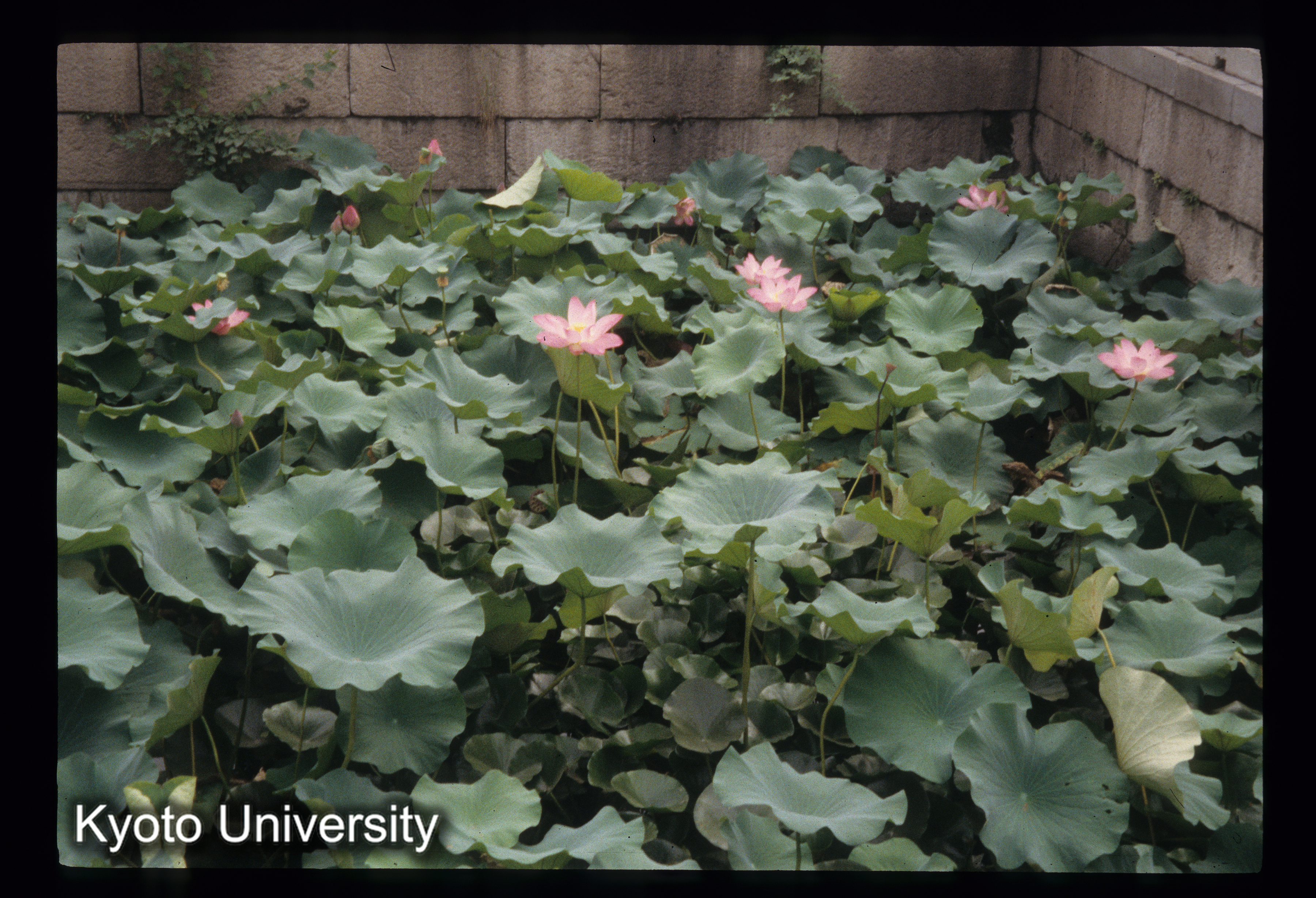 ［スライド］ (1)