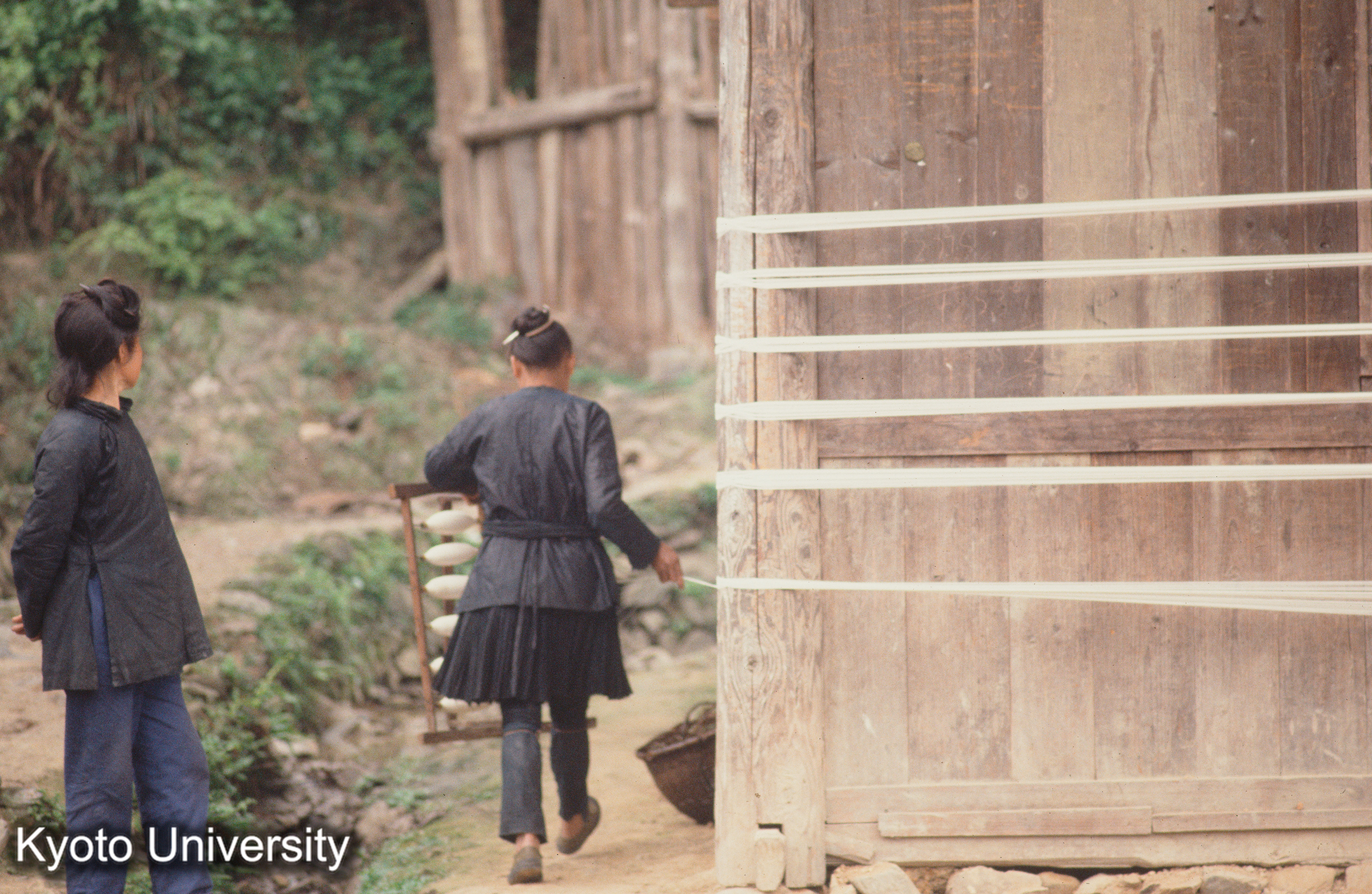 451_糸紡ぎ 新民它苗 苗 (1)