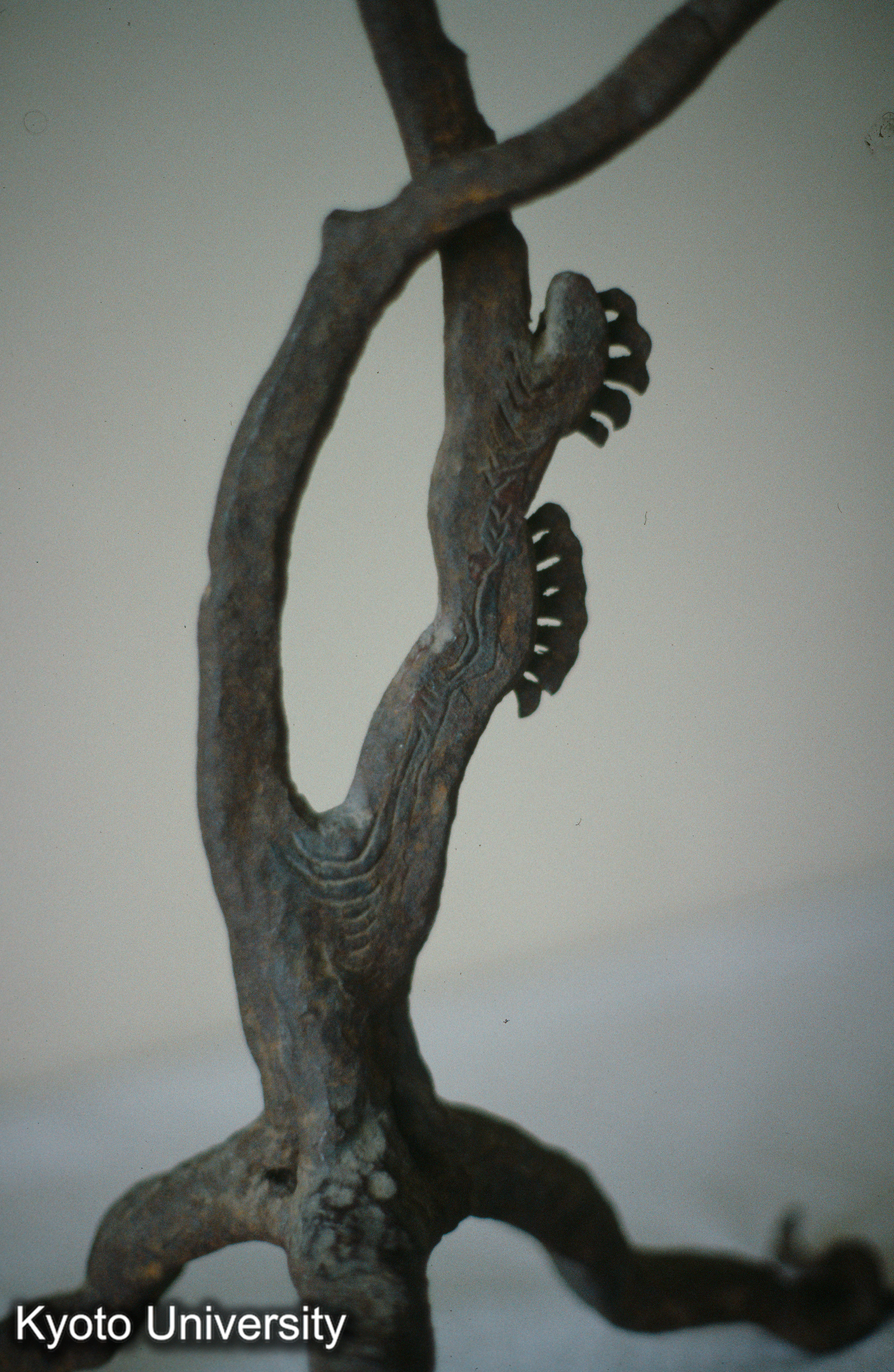 15_毛越寺鉄樹 (1)