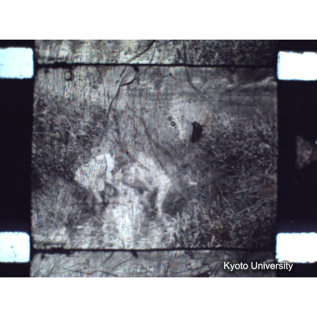 [ 1-1] 矢代日吉神社田楽（第一回）. [静止画像群2, 20～128枚目.] (70)