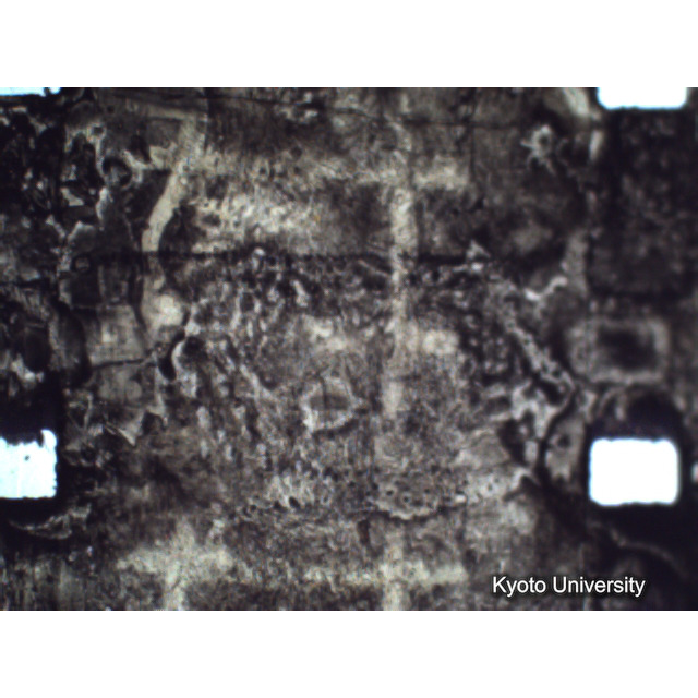 [ 1-1] 矢代日吉神社田楽（第一回）. [静止画像群4, 219～570枚目.] (237)