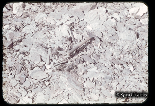 カラースライドF06_03 (1)