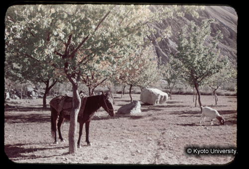 カラースライドF21_01 (1)