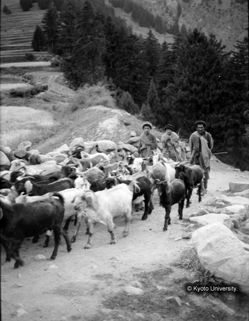 ヒンズークシ地域撮影フィルム : F-5-3 (1)