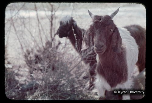 カラースライドF18_15 (1)