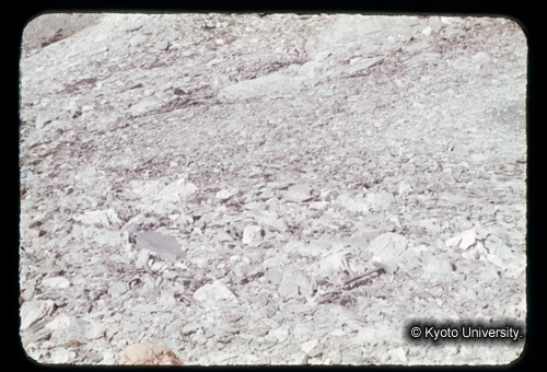 カラースライドF06_04 (1)