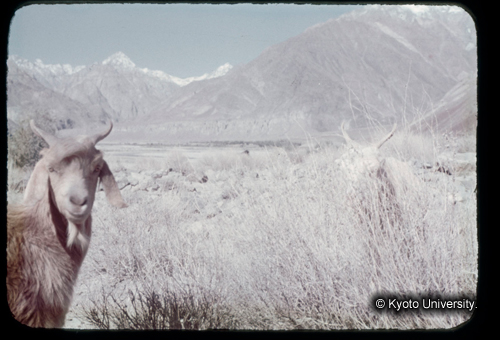 カラースライドF18_14 (1)