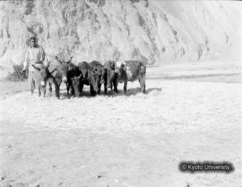 ヒンズークシ地域撮影フィルム : F-12-4 (1)