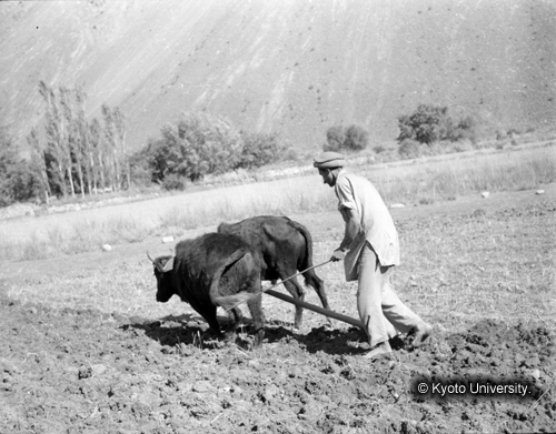 ヒンズークシ地域撮影フィルム : F-35-16 (1)