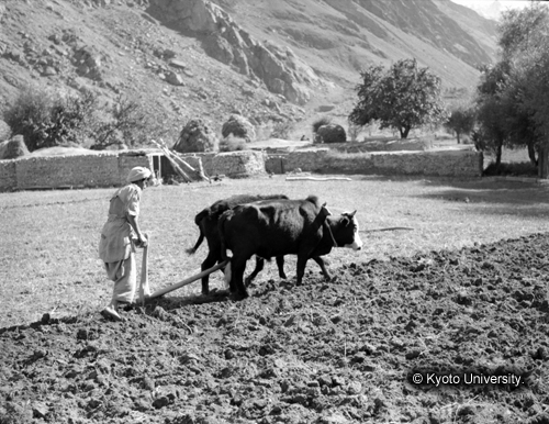 ヒンズークシ地域撮影フィルム : F-36-1 (1)