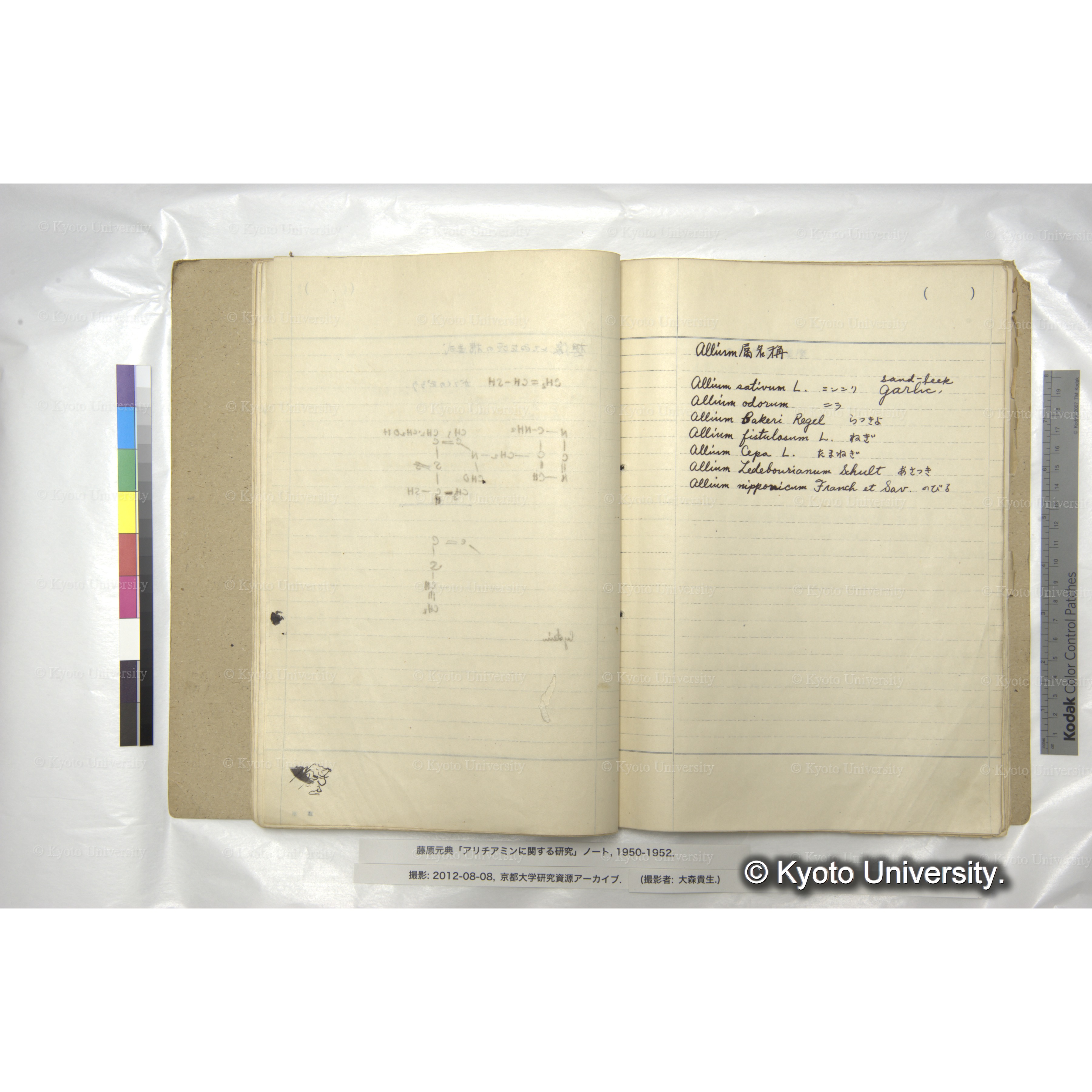 アリチアミンに関する研究 1950〜52 (36)