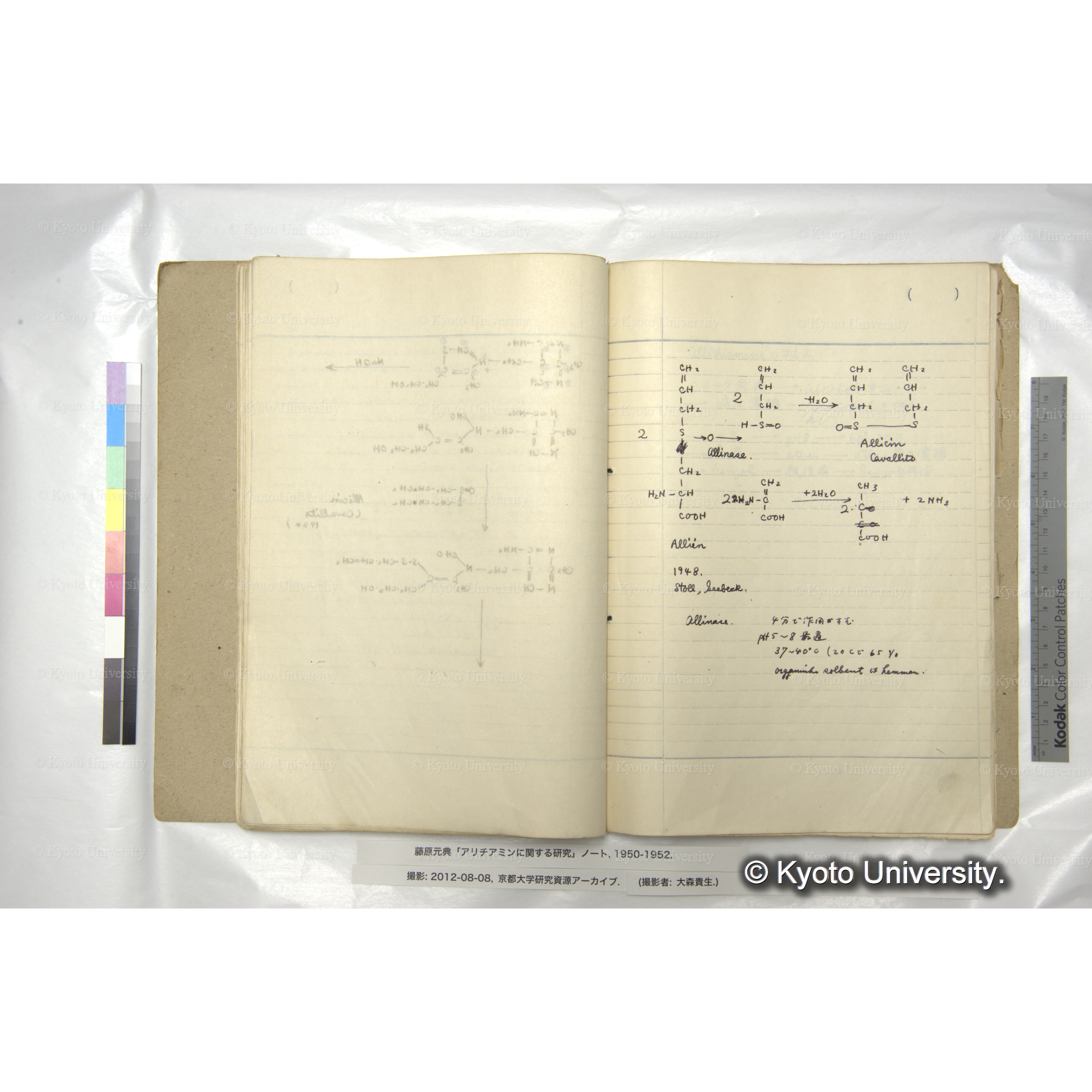 アリチアミンに関する研究 1950〜52 (45)