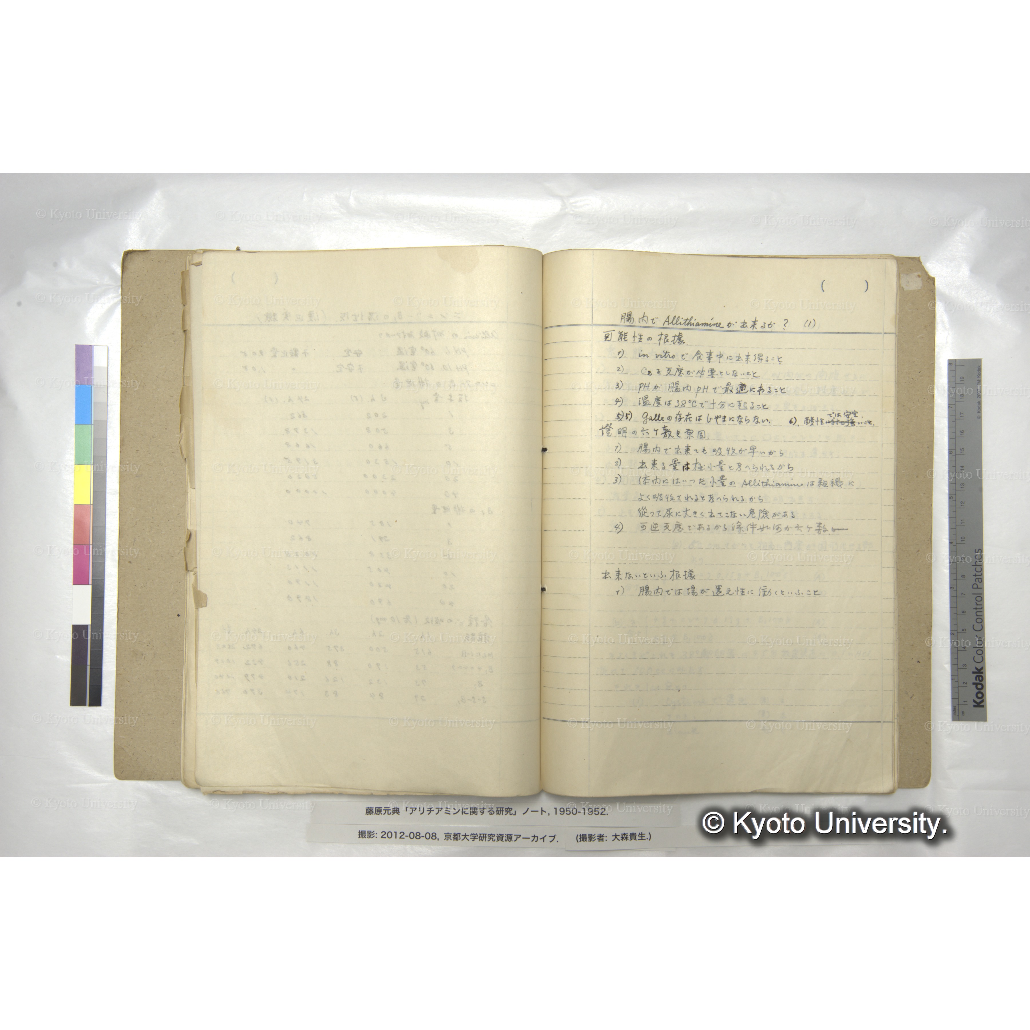 腸内でAllithiamineが出来るか？ (1)