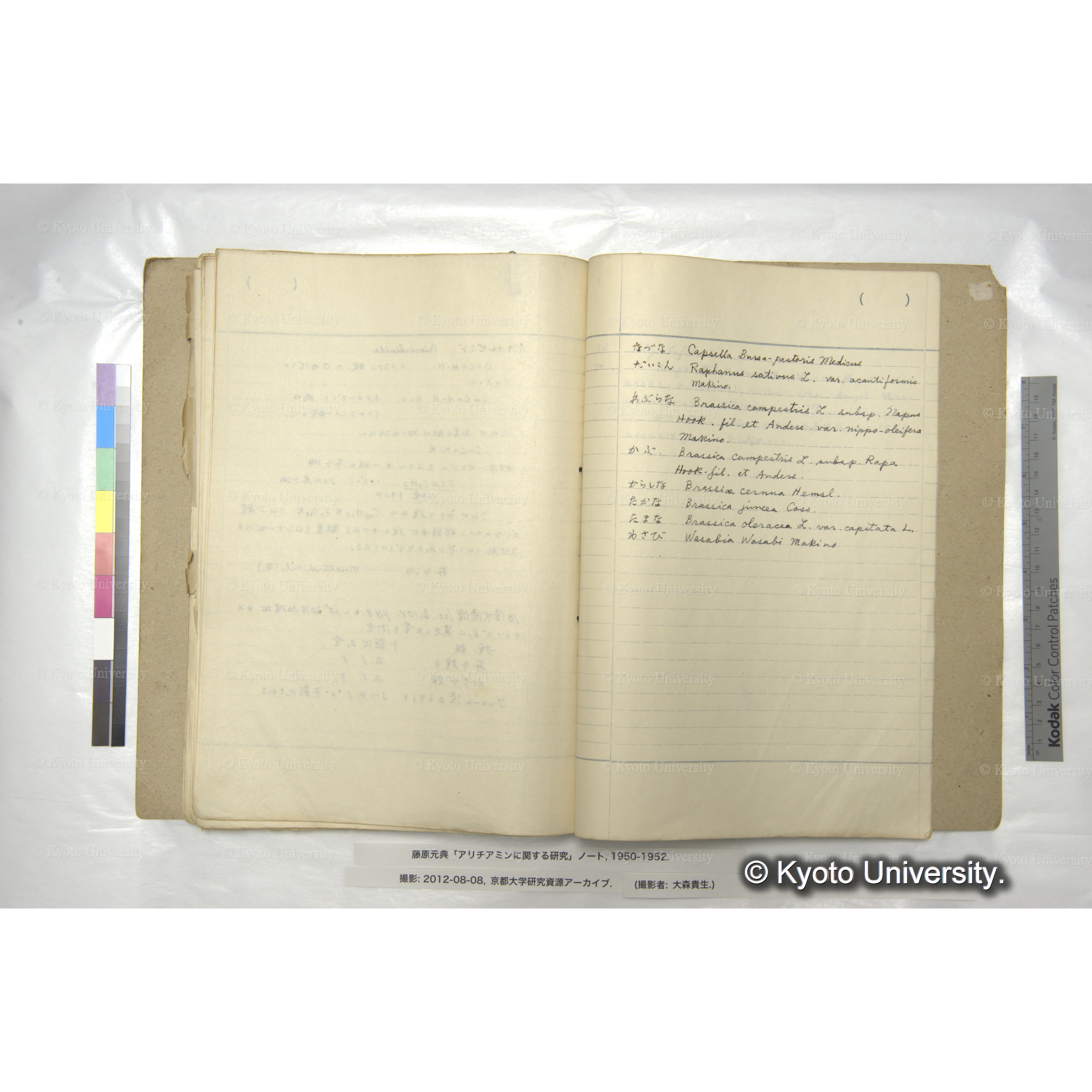 〔アブラナ科植物の学名〕 (1)