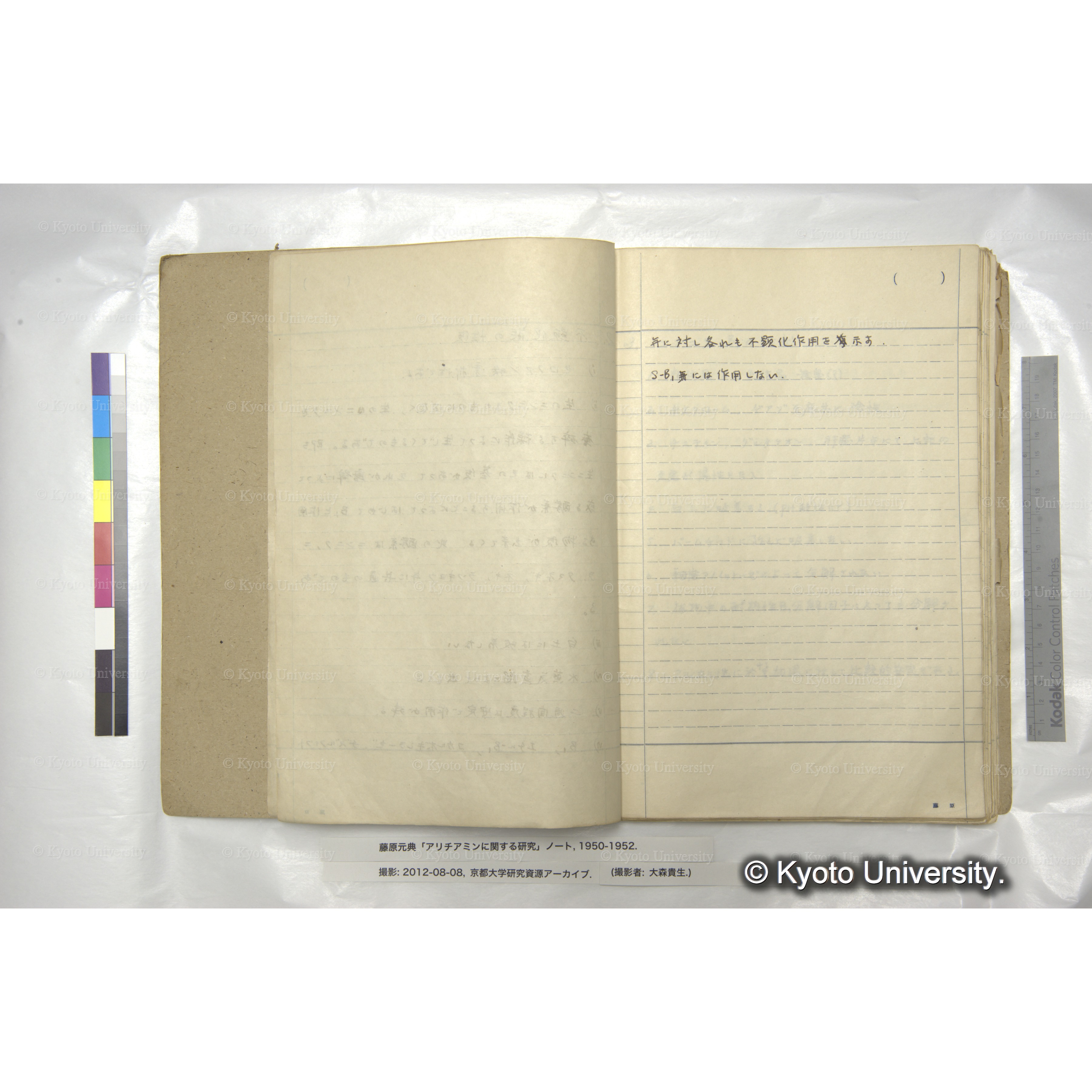 仮称「ニンニク-B₁について」 (3)