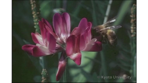 堀田満映像資料 : 映画フィルム, 1960-ca.1982., 箱1-6, 2:09前後.  | Hotta (Mitsuru) Movie Collection, 1960-ca.1982., Box 1-6, 2:09.