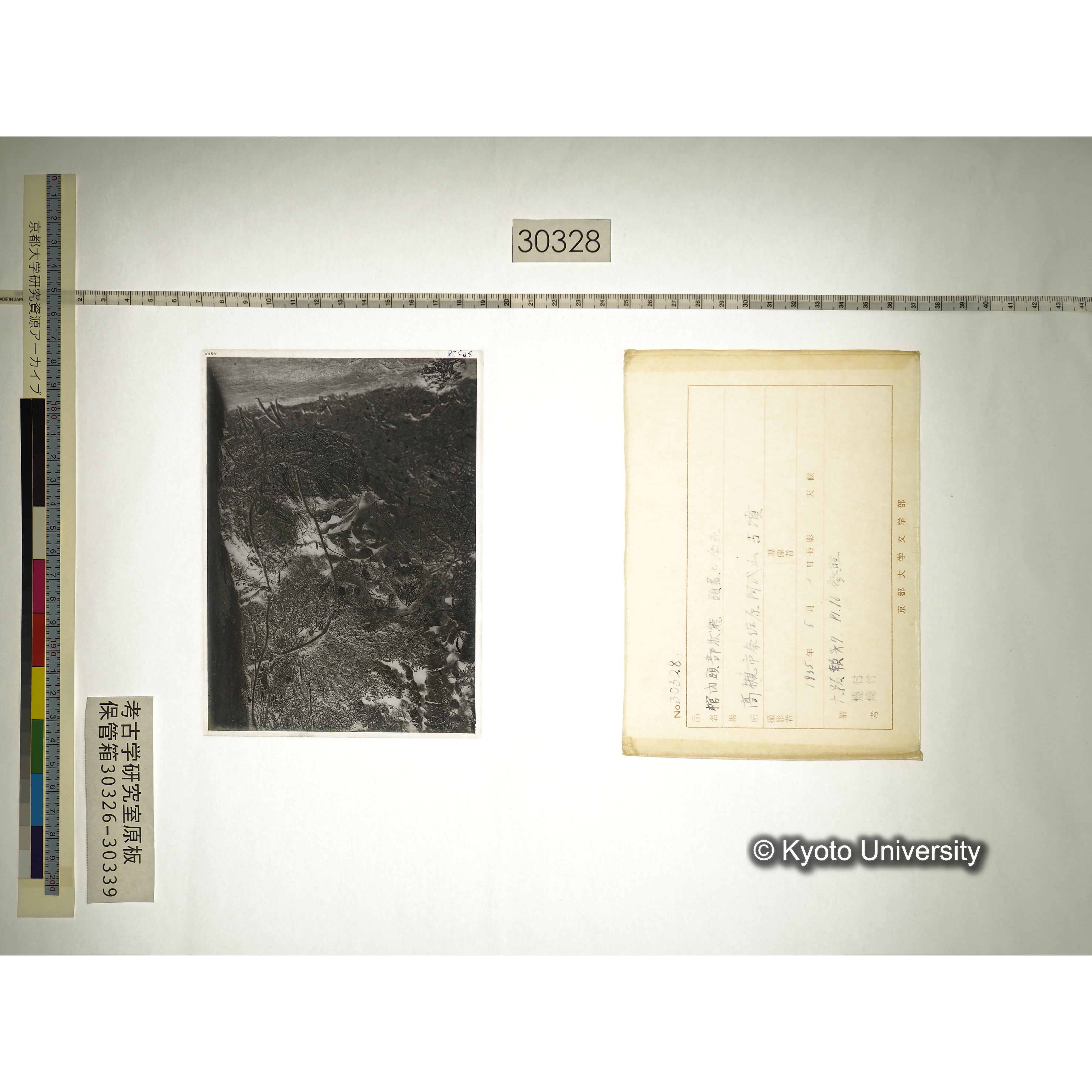 [乾板] 棺内頭部状態　頭蓋と金糸 (1)